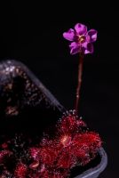 drosera tomentosa var. glabrata